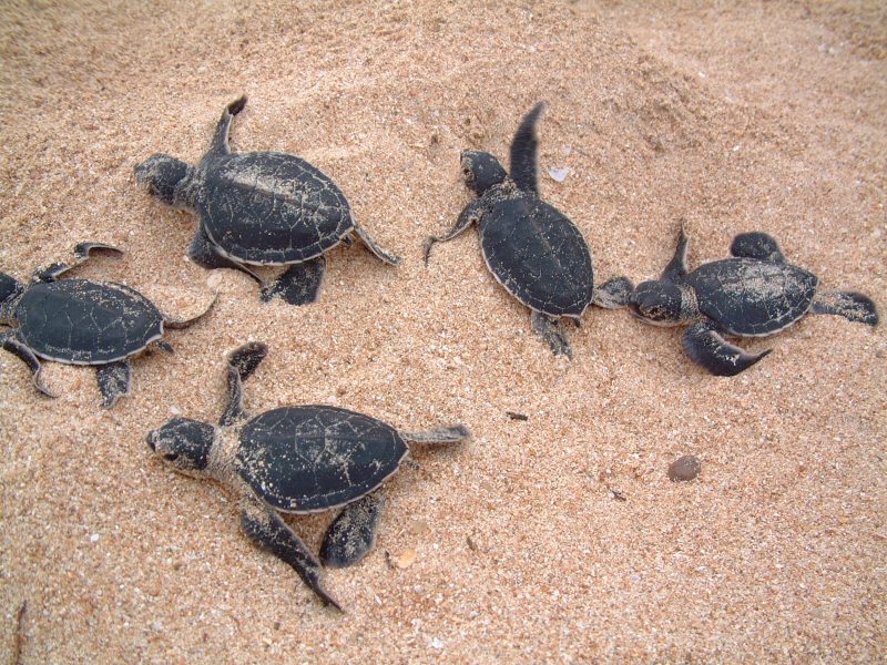 Aquatic Bioresources Faculty of Urban and Aquatic Bioresources University of Sri Jayewardenepura